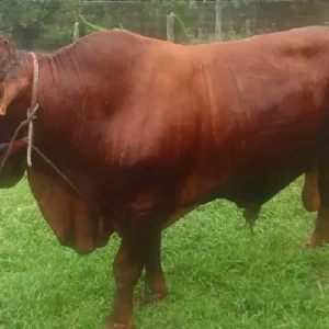 Sapi Bantuan Presiden di Kota Sungai Penuh Diserahkan Besok