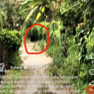 Ngeri..!! Warga di Kerinci Diserang Beruang Saat Pulang dari Kebun