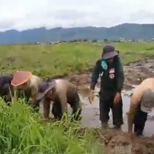 Kelompok Tani PERINTIS Tanjung Muda, Goro Buka Lahan Tidur