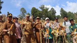 Dorong Swasembada Pangan di Sungai Ning, Wawako Azhar Ikuti Panen Jagung
