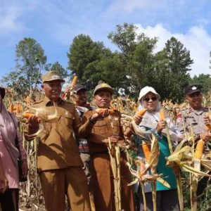 Dorong Swasembada Pangan di Sungai Ning, Wawako Azhar Ikuti Panen Jagung