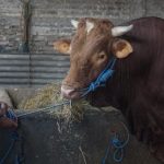 Sapi Qurban Presiden untuk Kota Sungai Penuh Diserahkan Besok. Segini Bobotnya