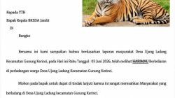 Diduga Harimau Berkeliaran di Perladangan Warga Ujung Ladang