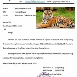 Diduga Harimau Berkeliaran di Perladangan Warga Ujung Ladang