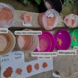 Petani Sawah Pinggir Air Keluhkan Penyaluran Pupuk Subsidi Tidak Sesuai Harapan